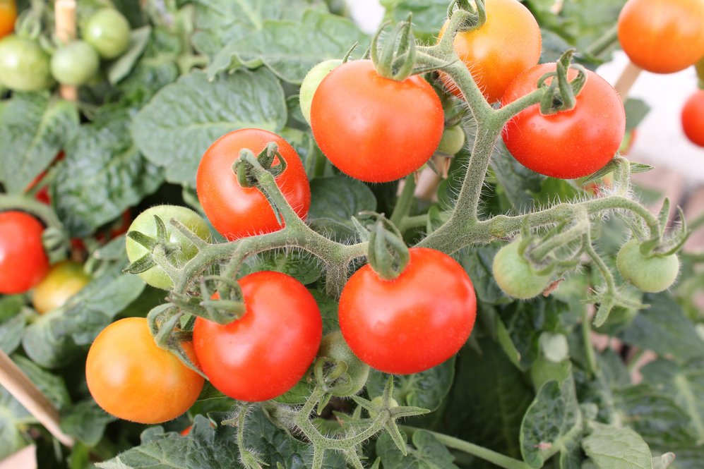 Tomato plant