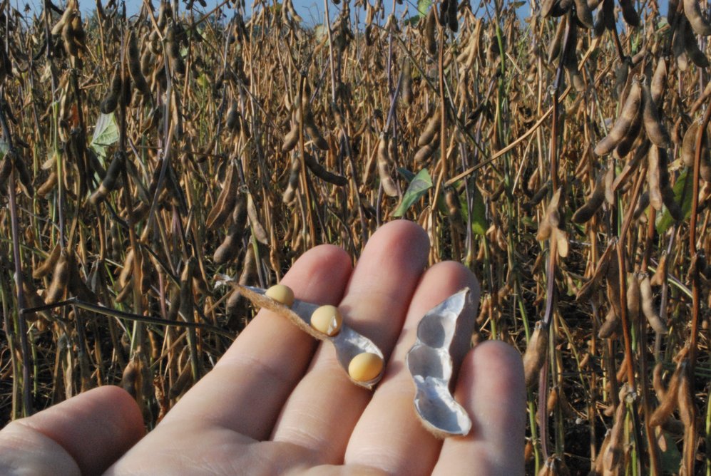 Soy beans