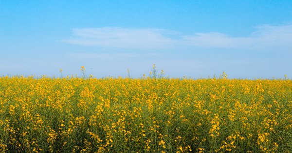 Canola field 