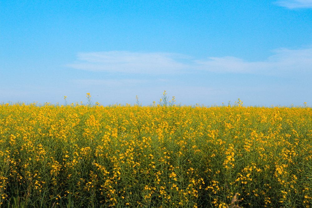 Canola field 